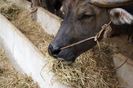 Thai Buffalo at the Thai Buffalo Conservation Center