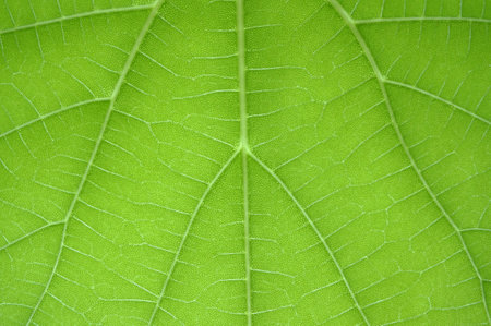 green leaf background texture macro photography