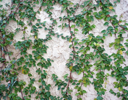ivy on the cement wall