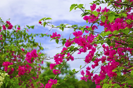 Bougainvilleaの写真素材