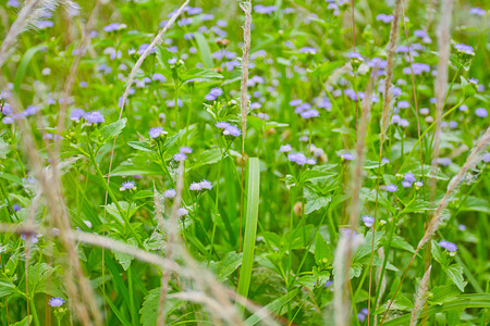 Flower grassの写真素材