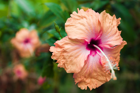 Soft focus of Red Hibiscus flower, red flower or Chaba in Thaiの写真素材