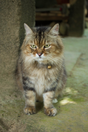 Cat portrait on nature background.の写真素材