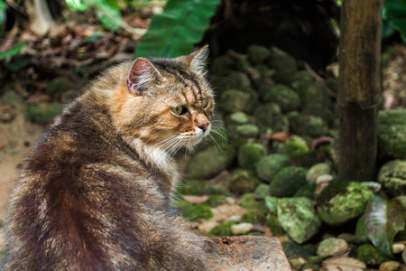 Cat portrait on nature background.の写真素材