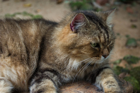 Cat portrait on nature background.の写真素材
