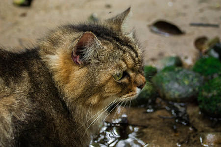 Cat portrait on nature background.の写真素材
