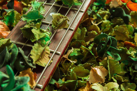 Dry flowerの写真素材