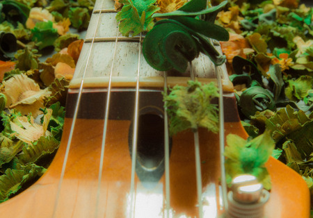 Dry flowerの写真素材