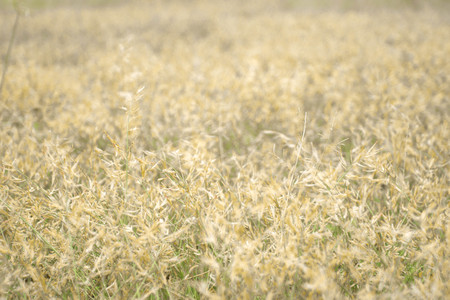 Flower grass beside the road,beautiful grass,の写真素材