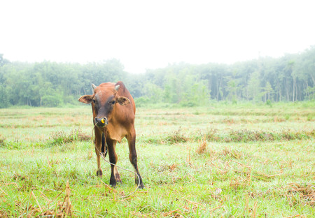 animal red calf child cow of Thai farm.の写真素材