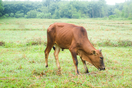 animal red calf child cow of Thai farm.の写真素材