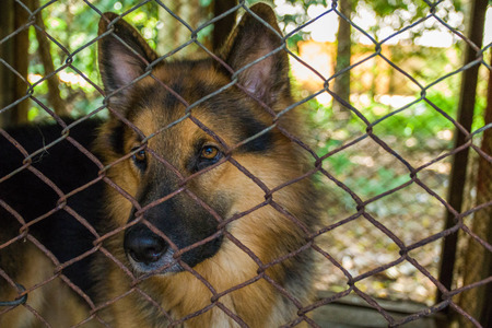 Dog in the cage