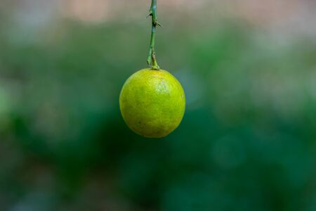 Lemon on the tree in Thailandの写真素材