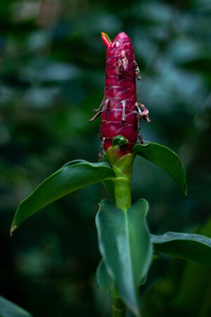Galangal flower in Vachirabenjatas public Parkの写真素材