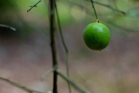 Lemon on the tree in Thailandの写真素材