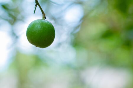Lemon on the tree in Thailandの写真素材
