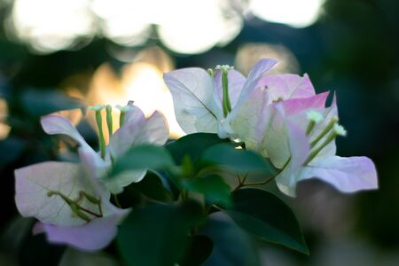 Bougainvillea pink flowers in Thailand.の写真素材
