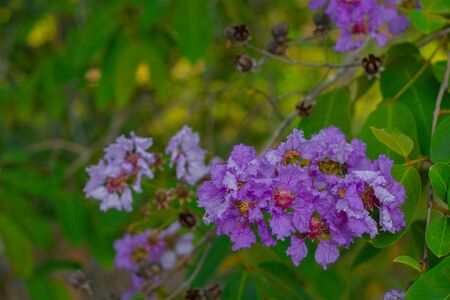 Pink flowers (Tabaek flowers) that is blooming beautifully in the summer of Thailandの写真素材