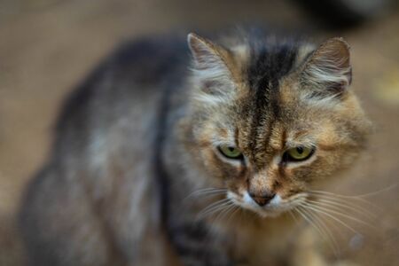 Persian cat lying and looking on The ground.の写真素材