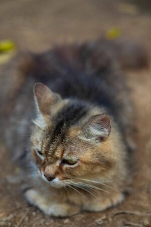 Persian cat lying and looking on The ground.の写真素材