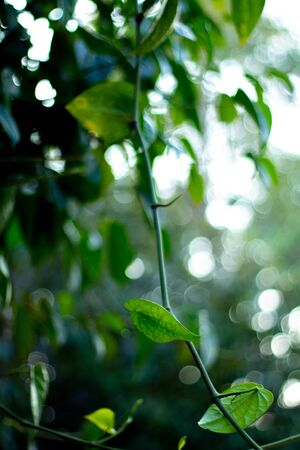 The beauty of leaves in Thailand.の写真素材
