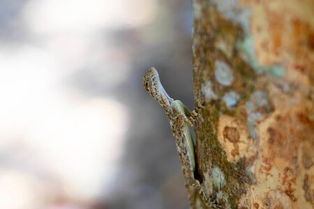 Flying brown chameleon on the tree in Thailand.