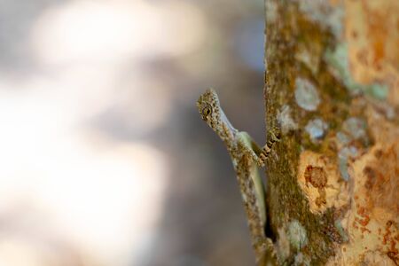 Flying brown chameleon on the tree in Thailand.の写真素材