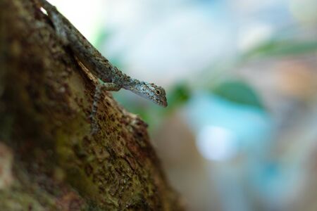 Flying brown chameleon on the tree in Thailand.の写真素材