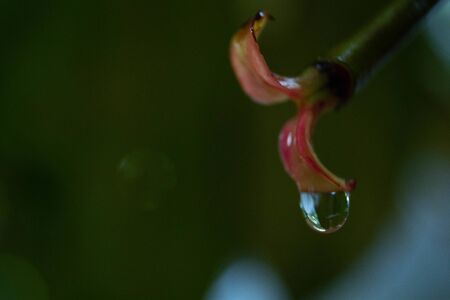 Drops of dew all around after the rainの写真素材