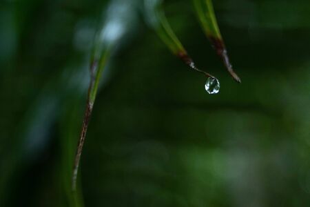 Drops of dew all around after the rainの写真素材