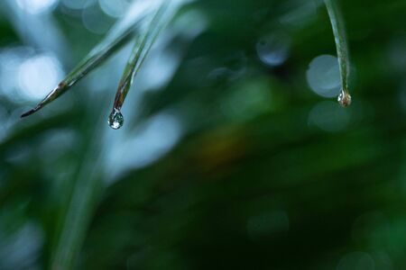Drops of dew all around after the rainの写真素材