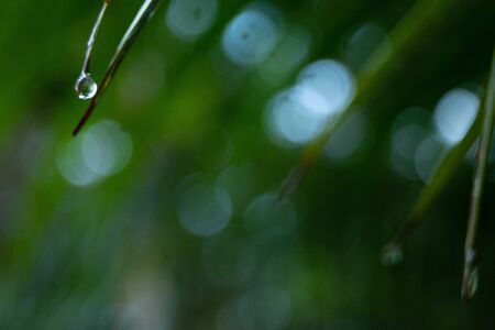 Drops of dew all around after the rainの写真素材