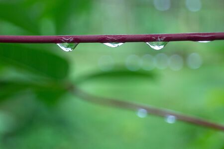 Drops of dew all around after the rainの写真素材