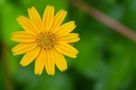 Small grass flowers Yellow that are naturally beautifulの写真素材