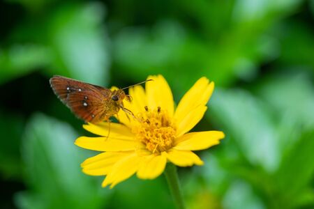 Natural beautiful small butterflyの写真素材