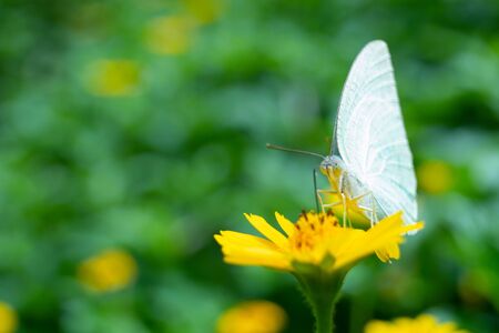 Natural beautiful small butterfly