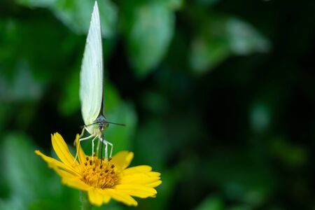 Natural beautiful small butterflyの写真素材