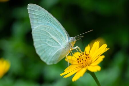 Natural beautiful small butterflyの写真素材