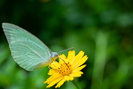 Natural beautiful small butterflyの写真素材