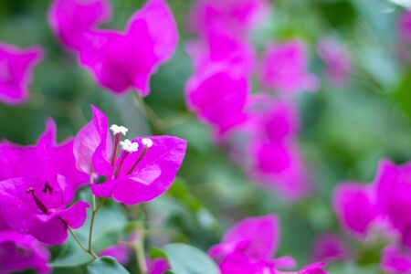Bougainvillea pink flowers in Thailand.の写真素材