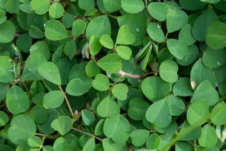 Natural lawns in Thailand.の写真素材
