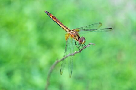 Dragonfly with natural beautyの写真素材