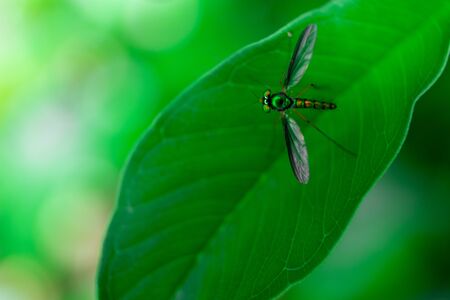 Small and colorful insects that are natural.の写真素材