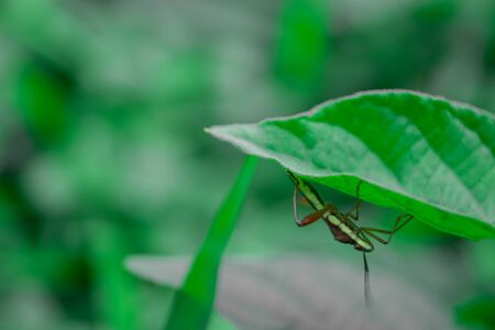 Small and colorful insects that are natural.の写真素材