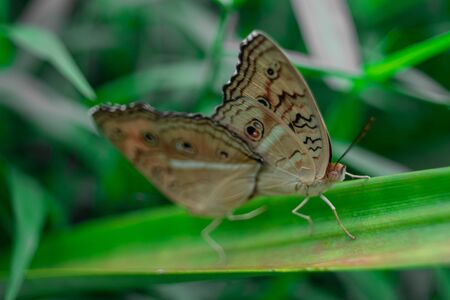 Natural beautiful small butterflyの写真素材