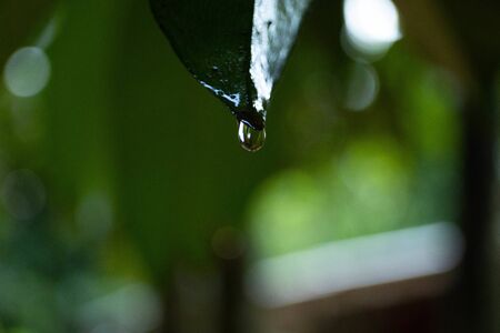 Drops of dew all around after the rainの写真素材