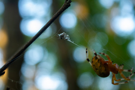 spiderweb spider trap fly legs greenの写真素材