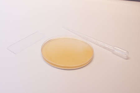 petri dish with white backgroundの写真素材