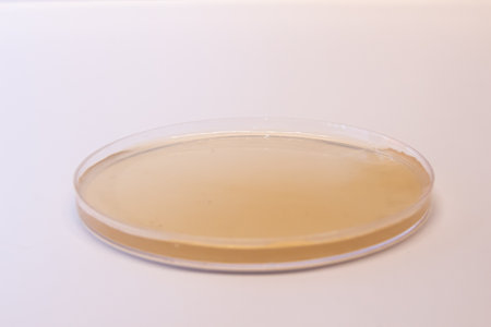 petri dish with white backgroundの写真素材