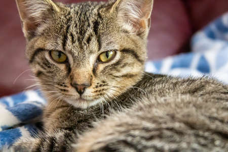 cat laying and relaxing on blanket in white and blue backgroundの写真素材